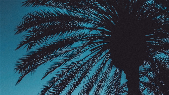 Palm tree silhouettes against a teal sky 4K