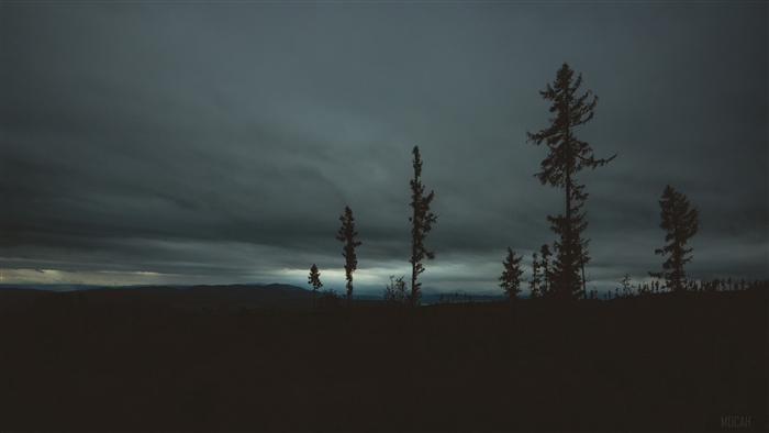 Silhouette of trees against a cloudy evening sky