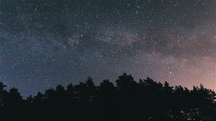 Starry night sky over silhouetted trees 4K