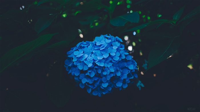 Blue Hydrangea Inflorescence 4K