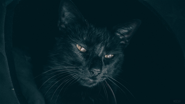 Black cat with yellow eyes in darkness 4K