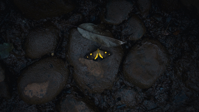 Yellow butterfly on wet stones 4K