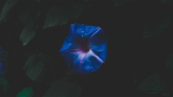 Blue morning glory flower with water droplets