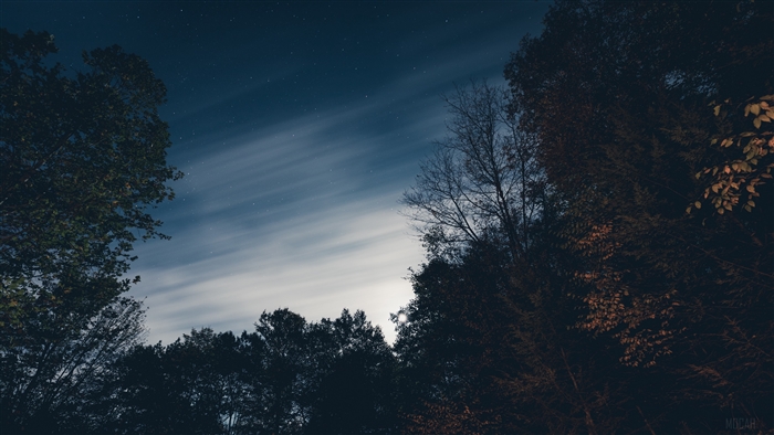 Trees silhouetted against a starry night sky with clouds