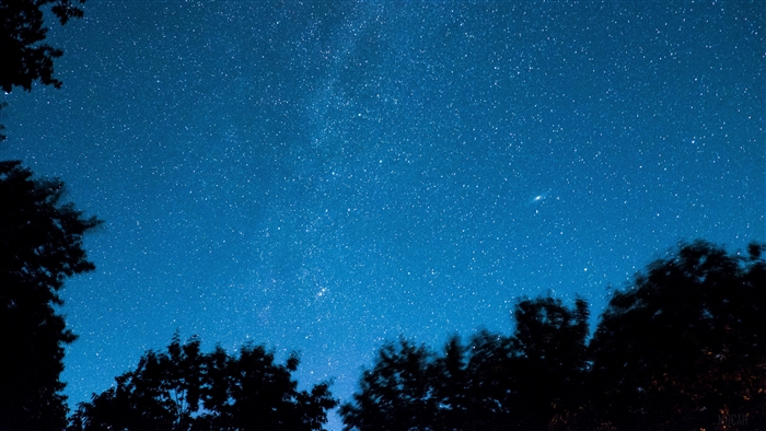 Starry night sky above silhouetted trees