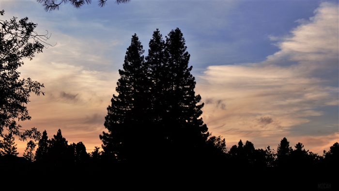 Silhouette of trees against a colorful sunset sky