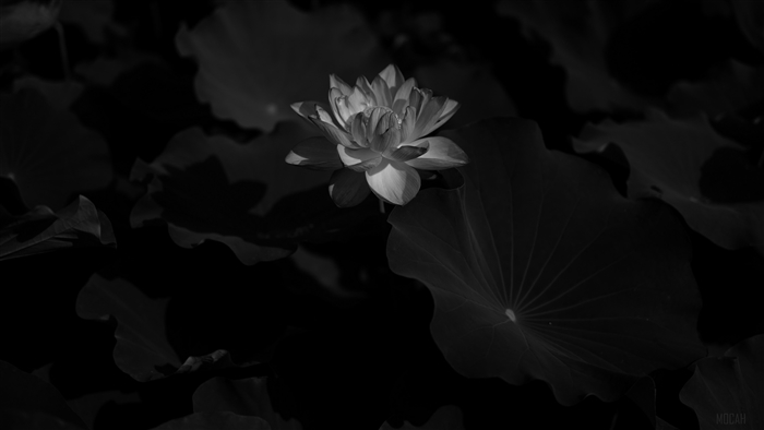 Black and white lotus flower with leaves 4K