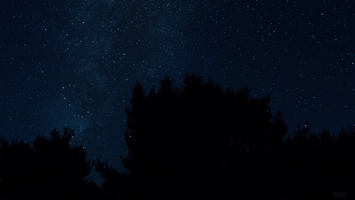 Starry night sky over silhouetted trees
