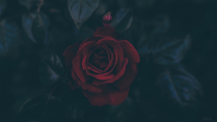 Dark Red Rose with Bud and Leaves 4K