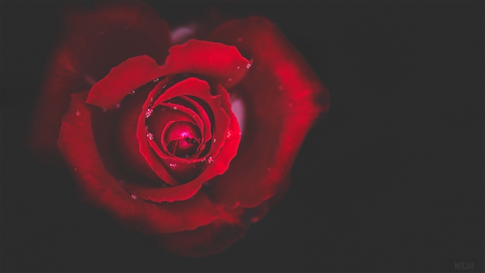 Close-up of a red rose with water drops
