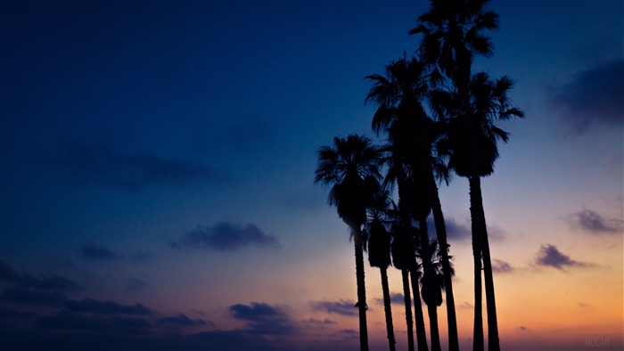 Palm trees silhouetted against a twilight sky 4K