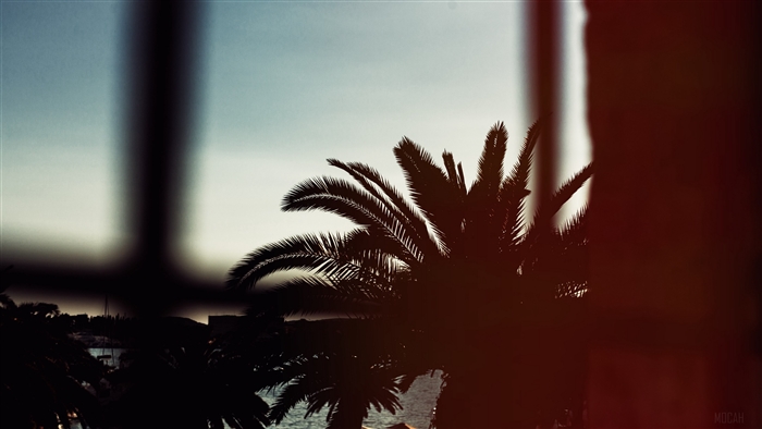 Palm trees against the sky