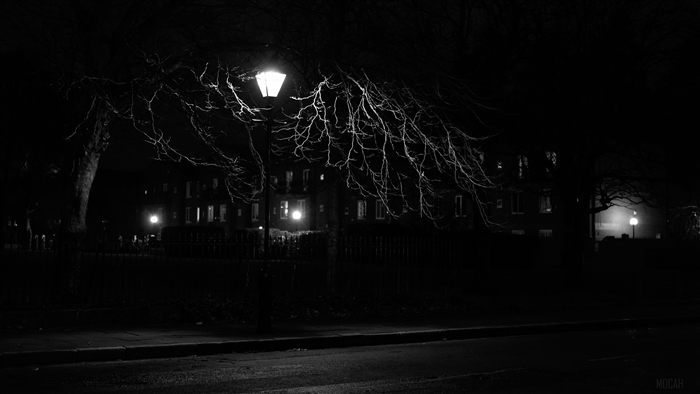 Black and white night scene with street lamp and tree