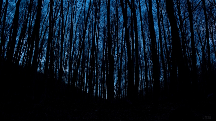 Dark forest at night 4K