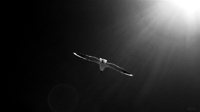 Seagull flying in black and white sky