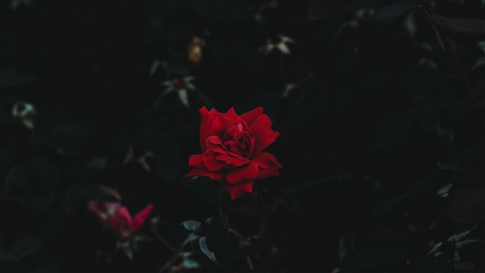 Red rose in dark background 4K