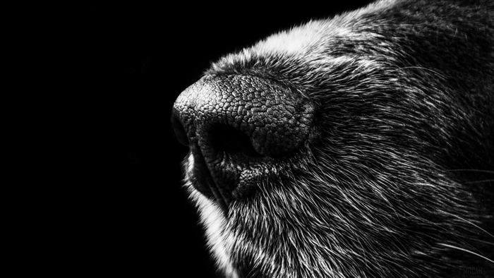 Close-up of a dog's nose in black and white 4K