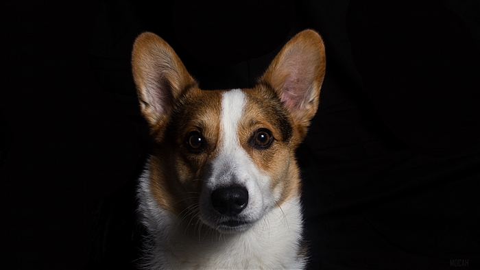 Welsh Corgi dog portrait 4K