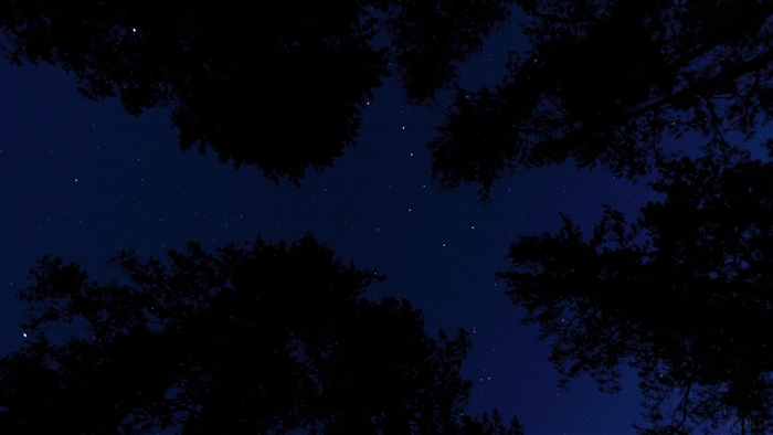 Starry night sky seen through trees