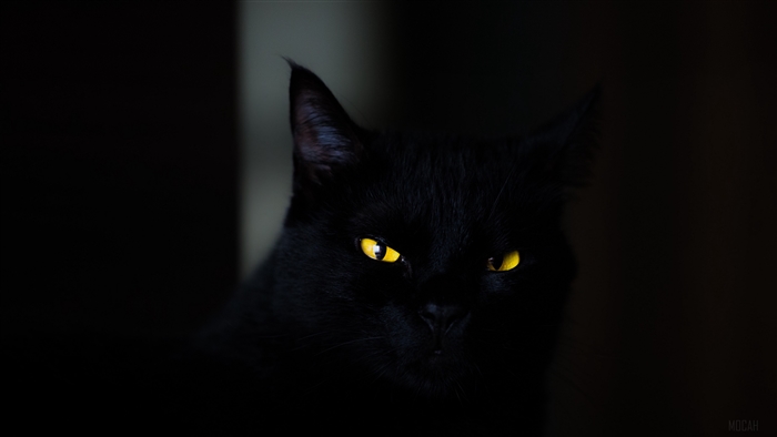 Black cat with yellow eyes 4K