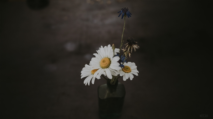 Chamomile Bouquet in Vase with Field Flowers