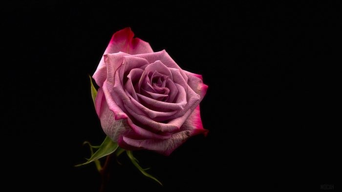 A single pink rose with dark red edges against a black background