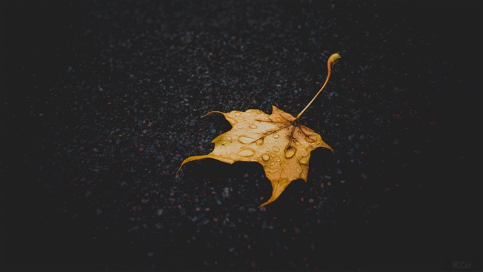 Yellow maple leaf with water drops on dark asphalt