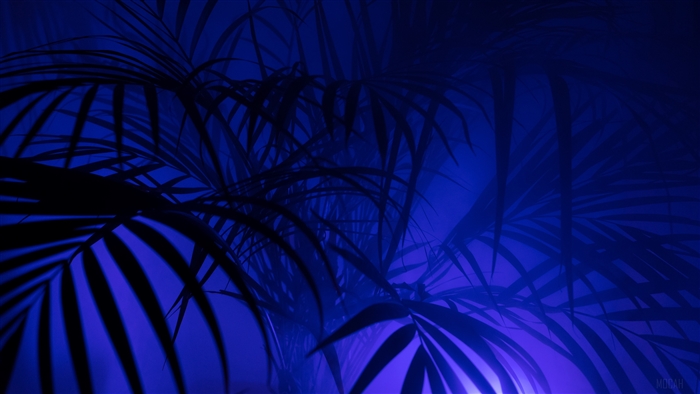 Silhouetted Palm Tree Leaves in Blue Light 4K