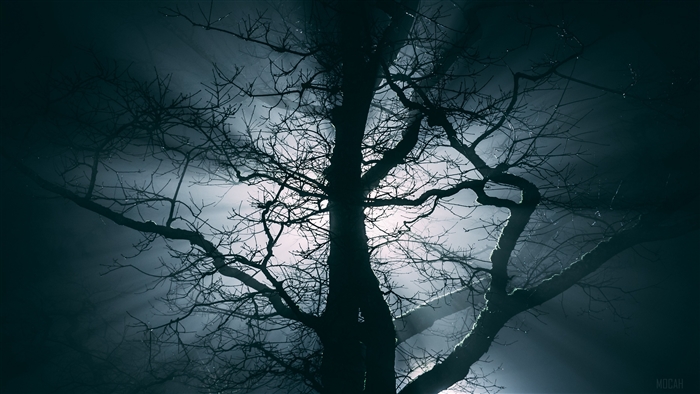 Bare tree branches in fog at night