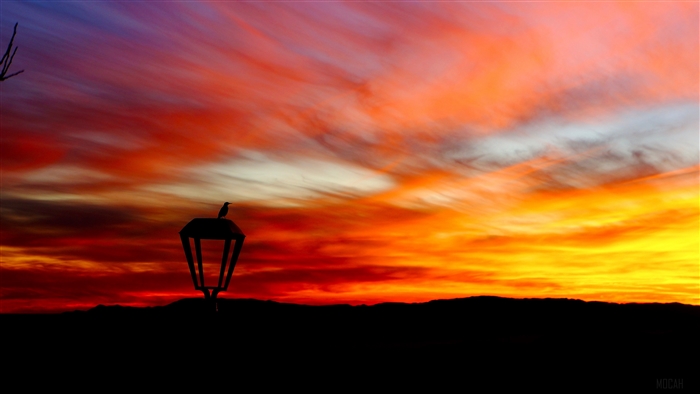 Silhouette of a bird on a lantern at sunset 4K