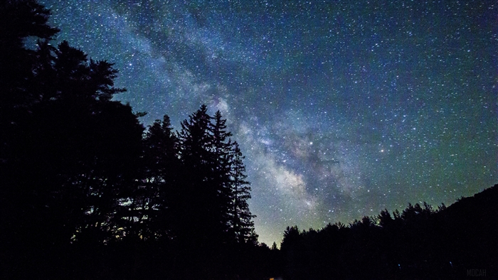 Starry sky over trees, galaxy 4K