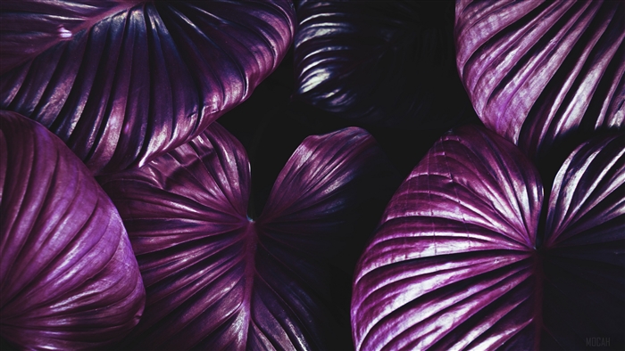 Violet leaves plant 4K
