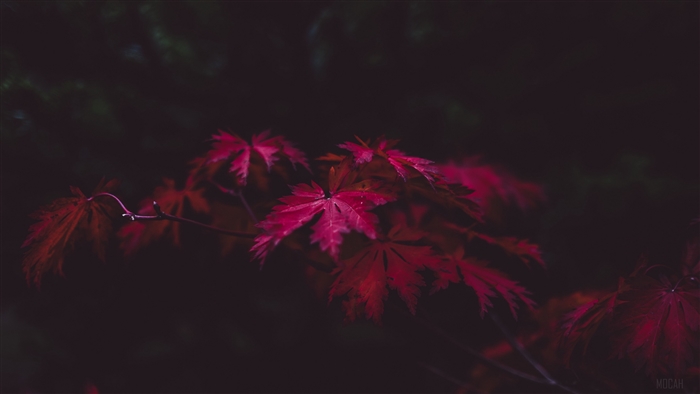 Red maple leaves on a dark background 4K
