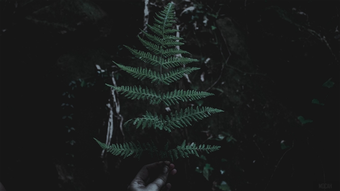 Dark forest with a fern leaf