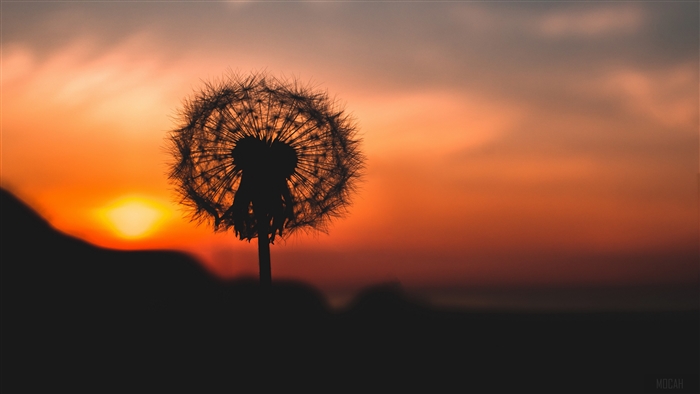 Silhouette of a dandelion against a sunset