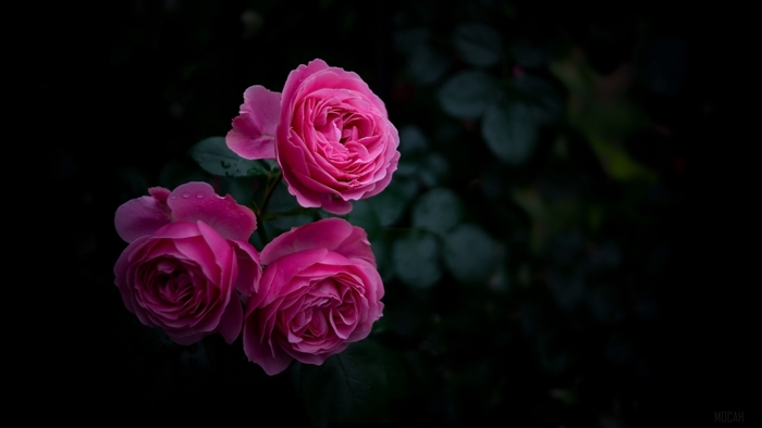 Three pink roses with water droplets