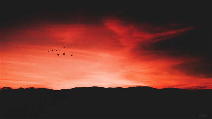 Birds flying over mountains at sunset 4K