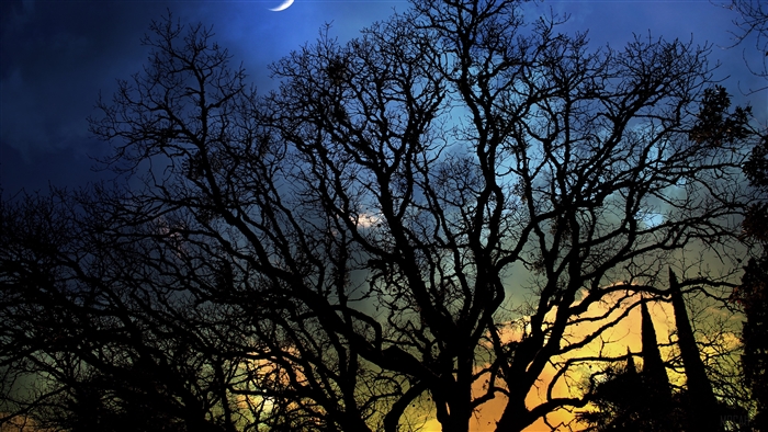 Bare trees silhouetted against a night sky with a crescent moon