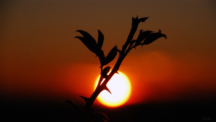 Silhouette of a thorny plant against a sunset