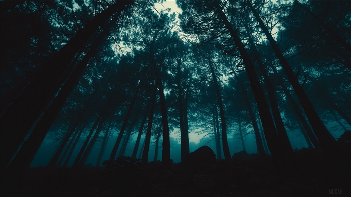 Dark forest with fog and trees