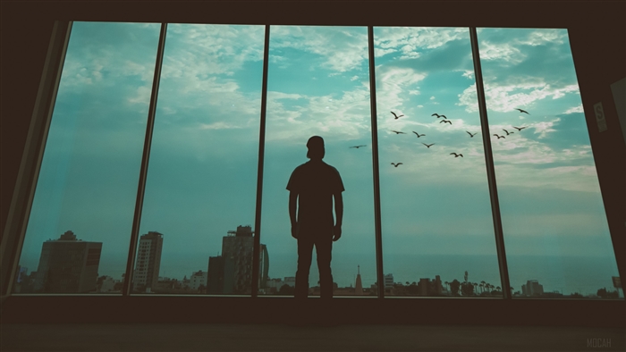 Man silhouette in window with birds and city 4K