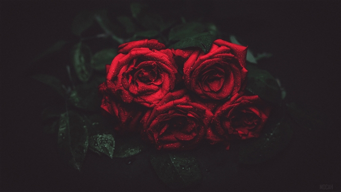 Red Roses with Dew Drops on Dark Background