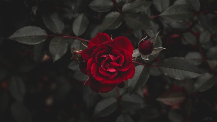 Red rose and bud with dark leaves 4K
