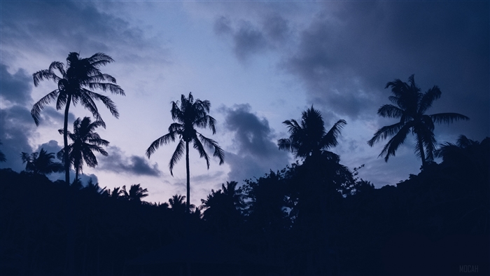 Palm trees silhouetted against a cloudy night sky 4K
