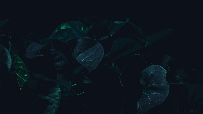 Dark green leaves in shade 4K