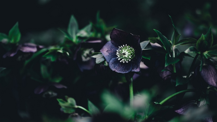 Dark purple flower with green center and leaves 4K