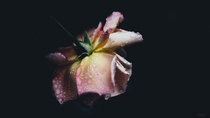 Rose with water drops