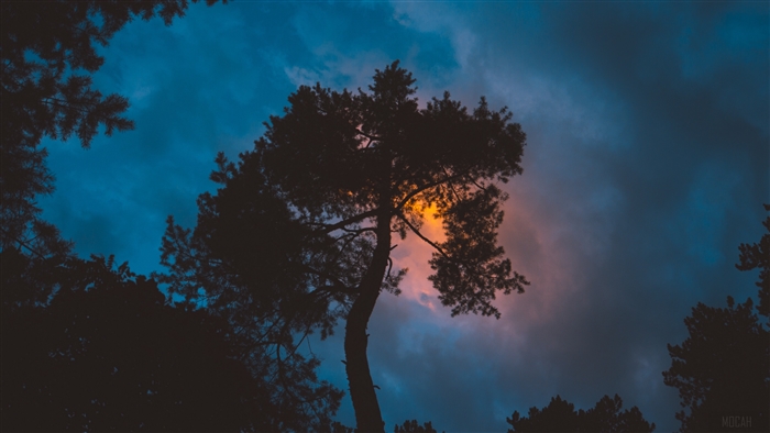 Silhouette of a tree against a colorful night sky