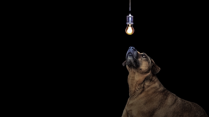 Dog looking at a light bulb