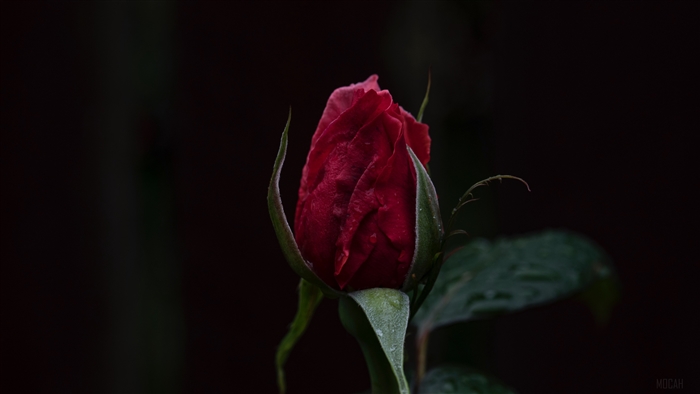 Red rose bud with dark background 4K